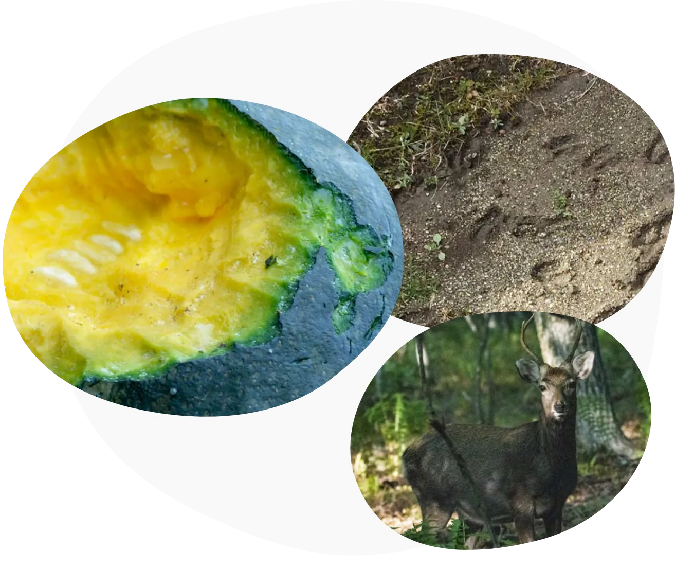 鹿がカボチャをかじった跡、鹿の足跡と姿の写真