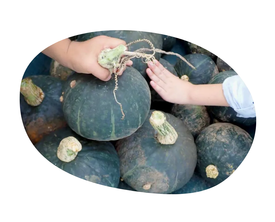 園児がカボチャを触る様子