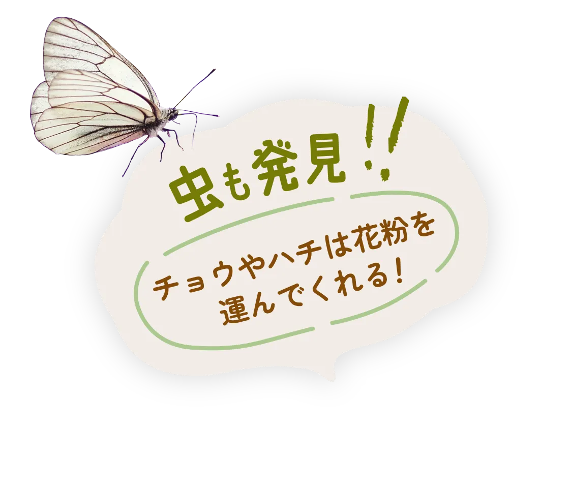 虫も発見!チョウやハチは花粉を運んでくれる!