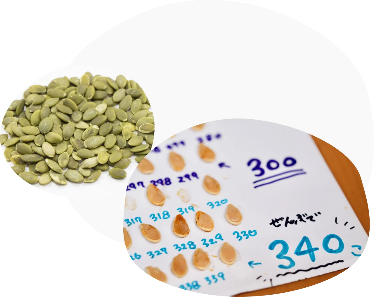 カボチャの種を並べた写真