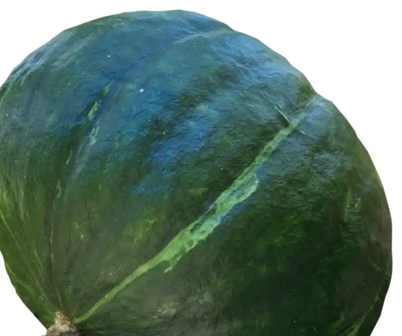 カボチャの写真